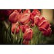 Tapet Dimex Red Tulips