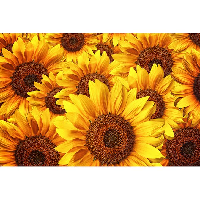 Tapet Dimex Helianthus