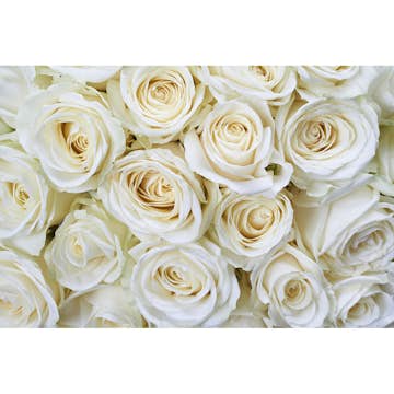 Tapet Dimex White Roses
