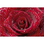 Tapet Dimex Red Rose