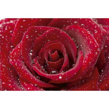 Tapet Dimex Red Rose