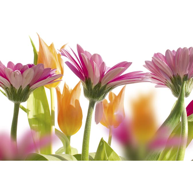 Tapet Dimex Spring Flowers