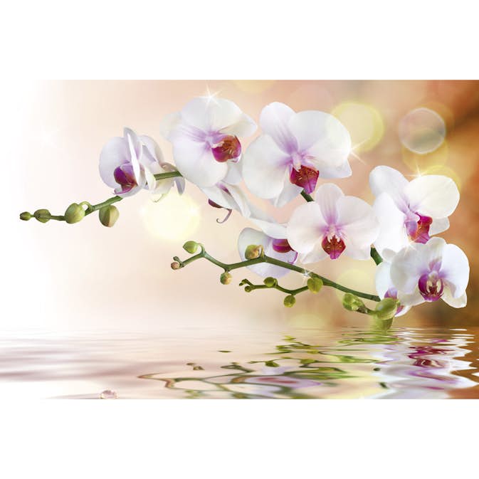 Tapet Dimex White Orchid