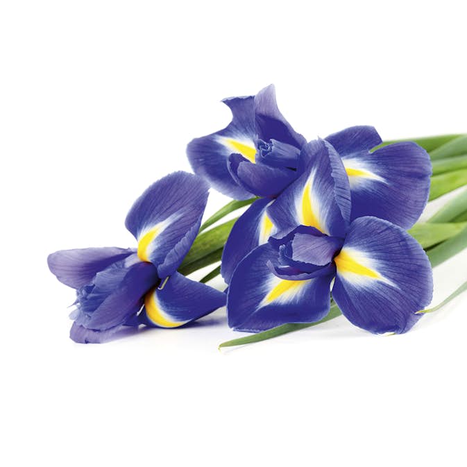Tapet Dimex Iris