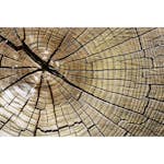 Tapet Dimex Wood