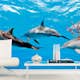 Tapet Dimex Dolphins