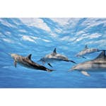 Tapet Dimex Dolphins