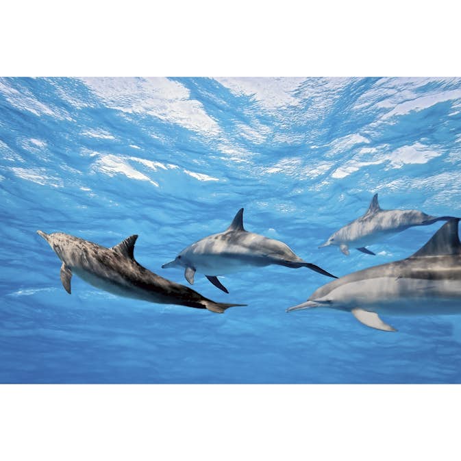 Tapet Dimex Dolphins