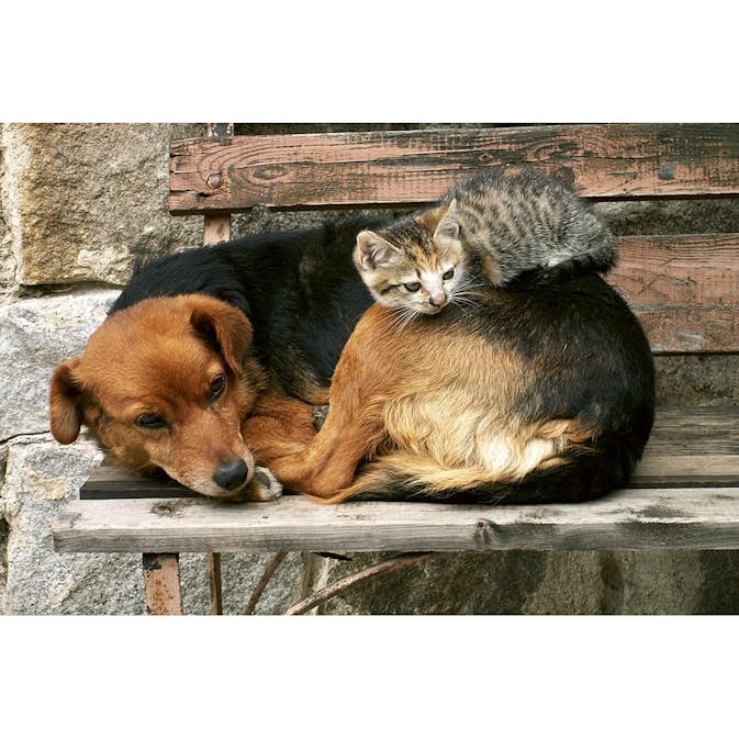 Tapet Dimex Cat And Dog