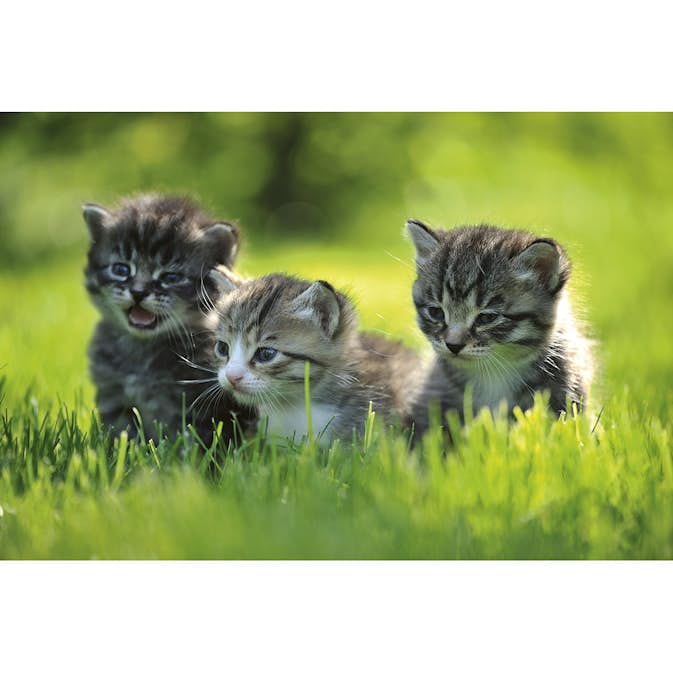 Tapet Dimex Kittens