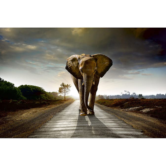 Tapet Dimex Walking Elephant