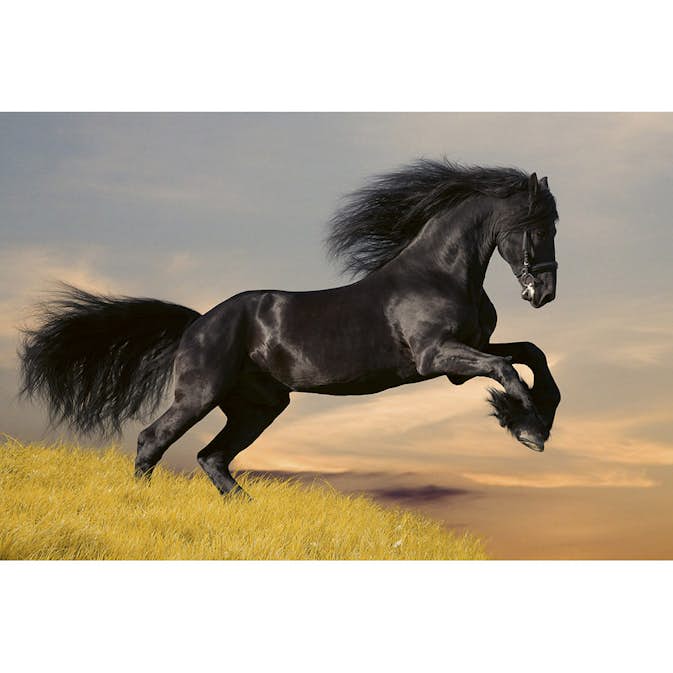 Tapet Dimex Horse