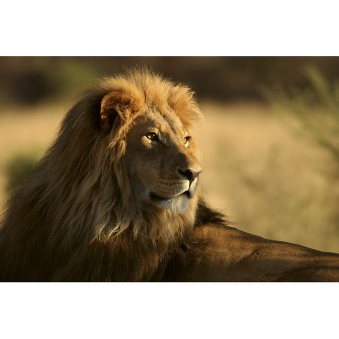Tapet Dimex Lion