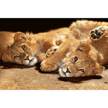 Tapet Dimex Young Lions