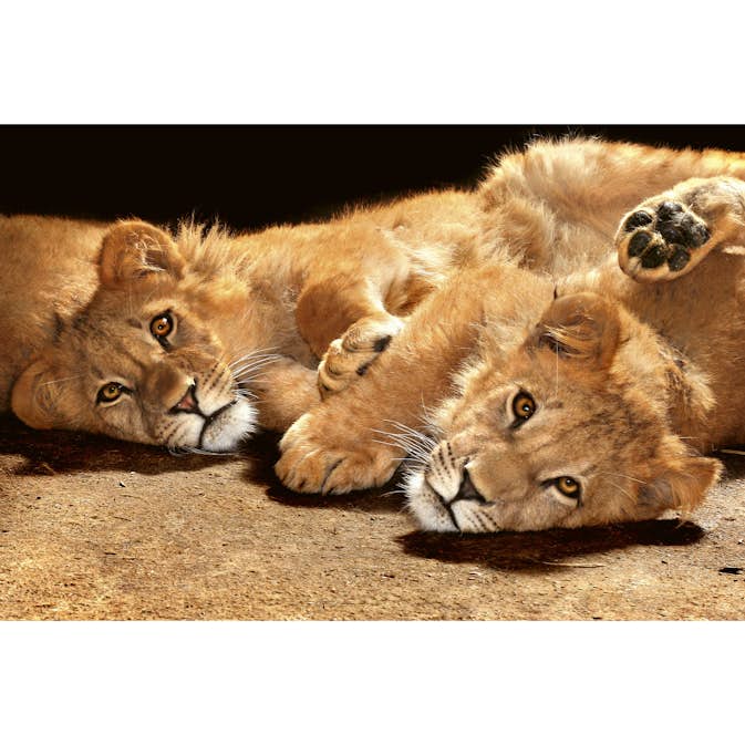 Tapet Dimex Young Lions