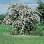 Paradisbuske Omnia Garden Solitär Prydnadsbuske Rosa Blomning 125-150 cm