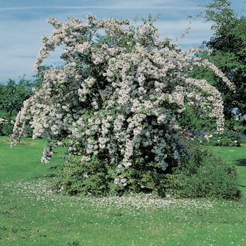 Paradisbuske Omnia Garden Solitär Prydnadsbuske Rosa Blomning 125-150 cm