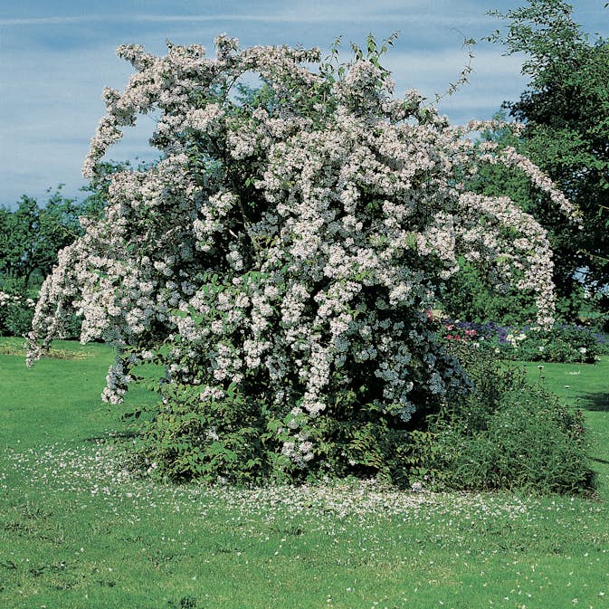 Paradisbuske Omnia Garden Solitär Prydnadsbuske Rosa Blomning 125-150 cm