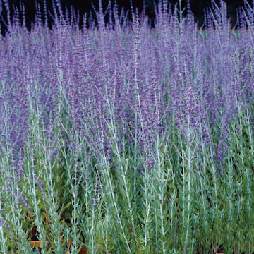 Prydnadsbuske Omnia Garden Perovskia