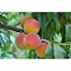 Fruktträd Omnia Garden Persikoträd Frost-Resistent, Fullvuxen 2-4m