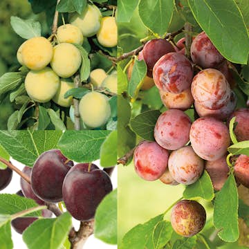 Familjeträd Omnia Garden Plommon