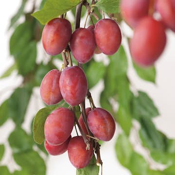 Plommonträd Omnia Garden Victoria