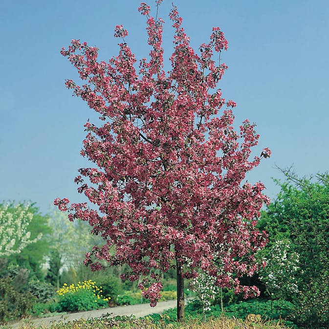 Prydnadsträd Apel Omnia Garden Rudolf, Solälskande & Väldränerad, 90-110 cm