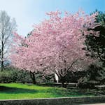Prydnadskörsbär Omnia Garden Accolade, Rosa Blomning, 100-120 cm