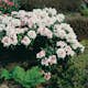 Rhododendron Koichiro Wada Omnia Garden 20-25 cm