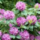 Rhododendron Omnia Garden Roseum Elegans