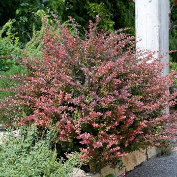 Prydnadsbuske Omnia Garden Röd Häckberberis Krukodlad