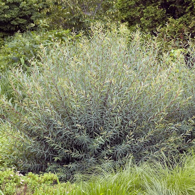 Prydnadsbuske Omnia Garden Rödvide Salix Purpurea