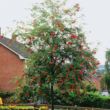 Prydnadsträd Rönn Omnia Garden 150-200 cm