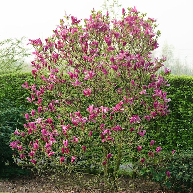 Prydnadsbuske Omnia Garden Rosenmagnolia Susan