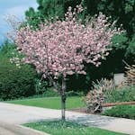 Prydnadsträd Rosenmandel Omnia Garden Rosa Blomning 100-120 cm med Grönt Lövverk