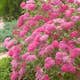 Prydnadsbuske Omnia Garden Rosenspirea Karminröd