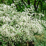 Prydnadsbuske Schersmin- Doftschersmin Omnia Garden 100-150 cm