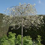 Prydnadsträd Omnia Garden Silverpäron, Grönt Lövverk & Vit Blomning, 100-120 cm