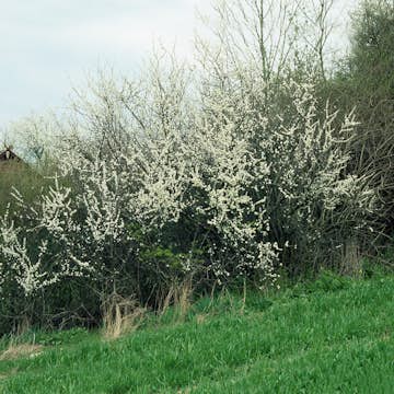 Buske Omnia Garden Slån 50-80 cm