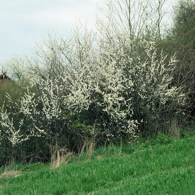 Buske Omnia Garden Slån 50-80 cm