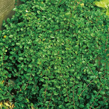 Prydnadsbuske Omnia Garden Småbladigt Krypoxbär