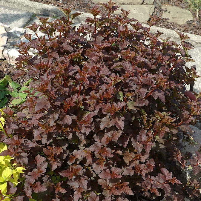 Prydnadsbuske Smällspirea Omnia Garden Rödbladig