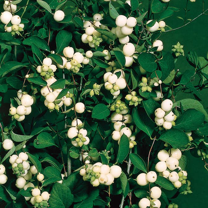 Prydnadsbuske Omnia Garden Snöbär