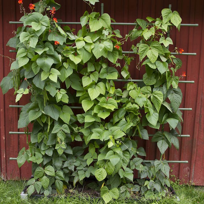 Spaljé Flexigarden