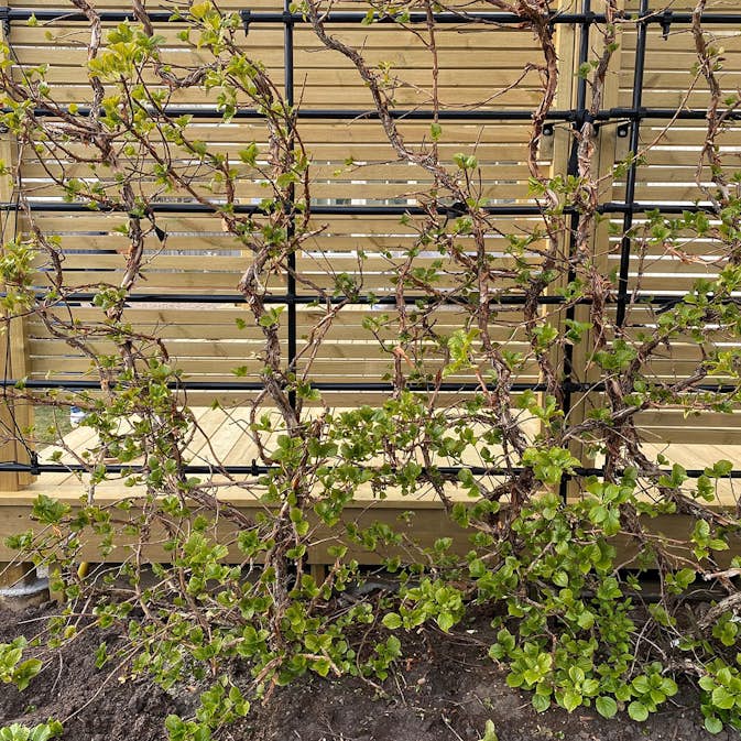 Spaljé Flexigarden