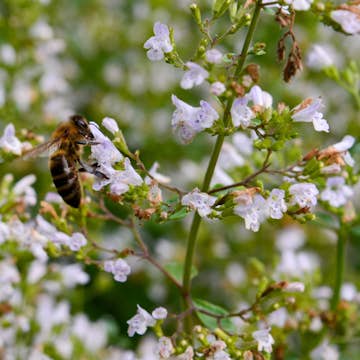Planta Stenkyndel Omnia Garden