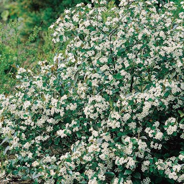 Prydnadsbuske Omnia Garden Svartaronia