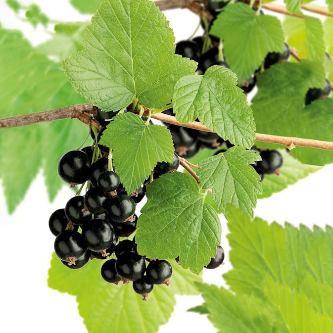 Buske Svartvinbär Omnia Garden Storklas 60-80 cm