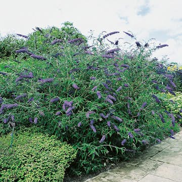 Prydnadsbuske Omnia Garden Syrénbuddleja Nanho Blue