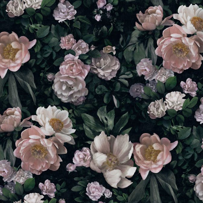 Tapet Boråstapeter InBloom New Dawn Rose 7234